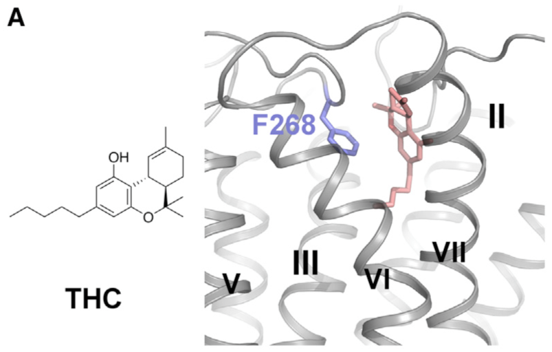 Scientists Successfully Crystalize And Reveal The Structure Of Our Cb